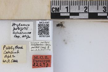 Media type: image;   Entomology 787184 Aspect: labels